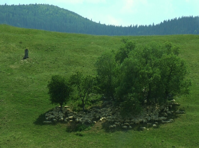 Schafherde im Schatten
