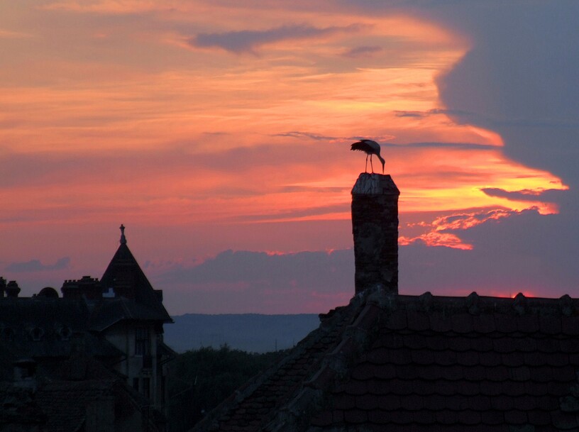 Storch im Abendrot 1