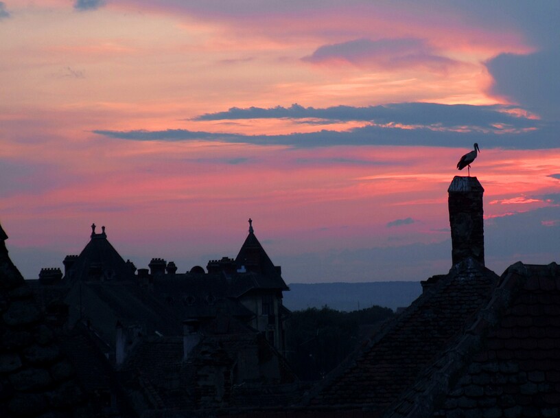 Storch im Abendrot 2
