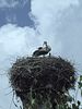 Storchennest