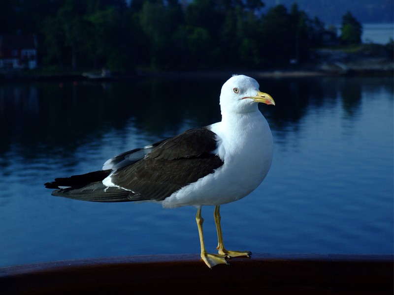 Sch�ren, M�we auf der Reling