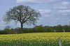 Rapsfeld mit Baum