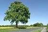 Sommerbaum