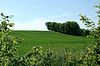 grüne Landschaft