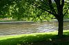 Baum am Wasser