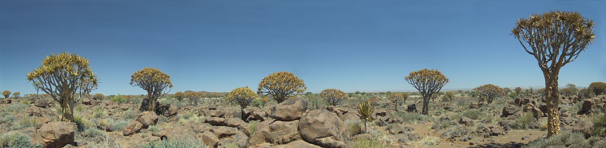 K�cherbaumwald, Namibia