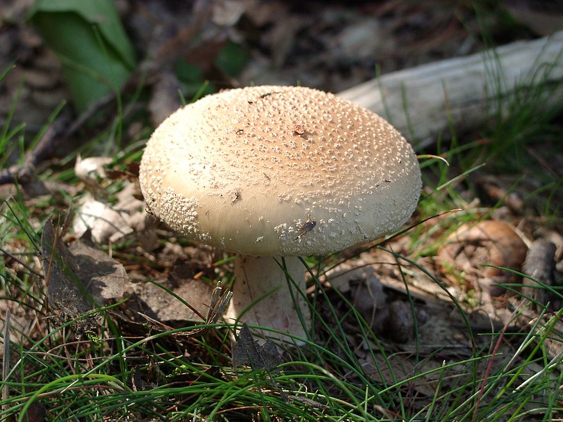 unbestimmter Pilz