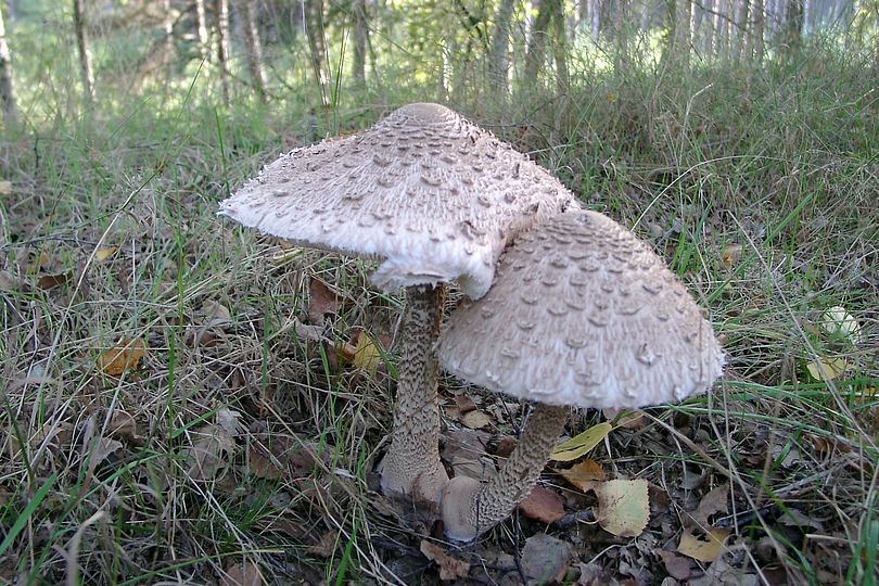 Zwei Parasol