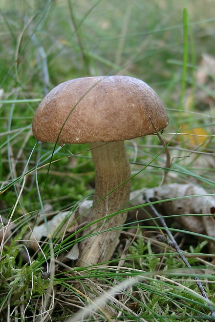 Birkenpilz