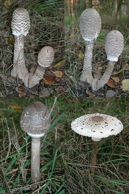 Parasolcollage