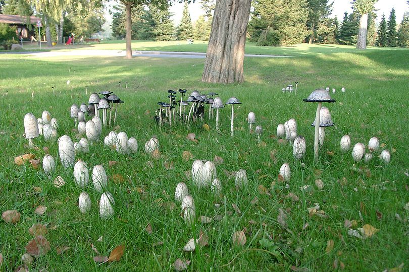 viele Schopftintlinge