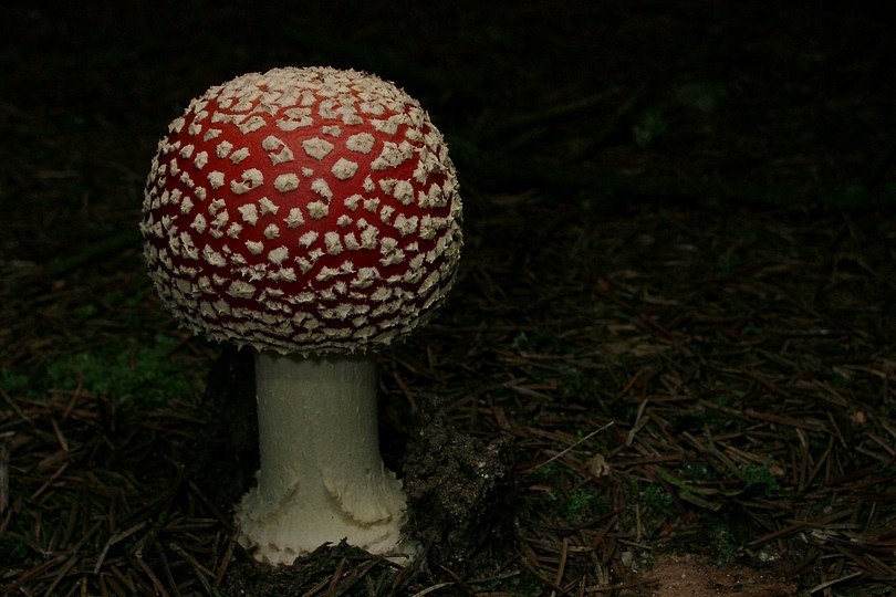 Fliegenpilz geschlossen
