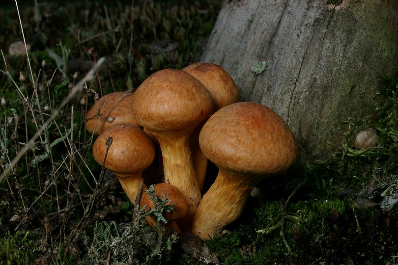 hellbraune Pilze