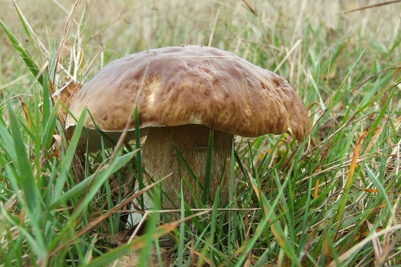 Steinpilz