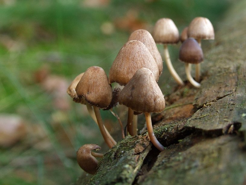 Pilze am gef�llten Baumstamm