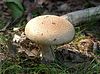 unbestimmter Pilz