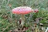 Fliegenpilz