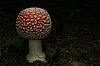 Fliegenpilz geschlossen
