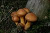 hellbraune Pilze