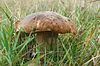 Steinpilz