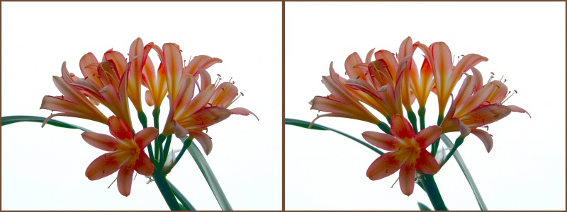 Bl�ten gegen den Schnee