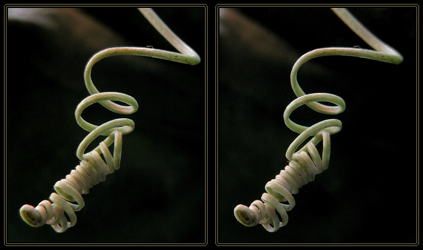 Ranke der Passionsblume