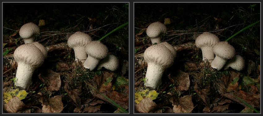 Flaschenst�ublinge