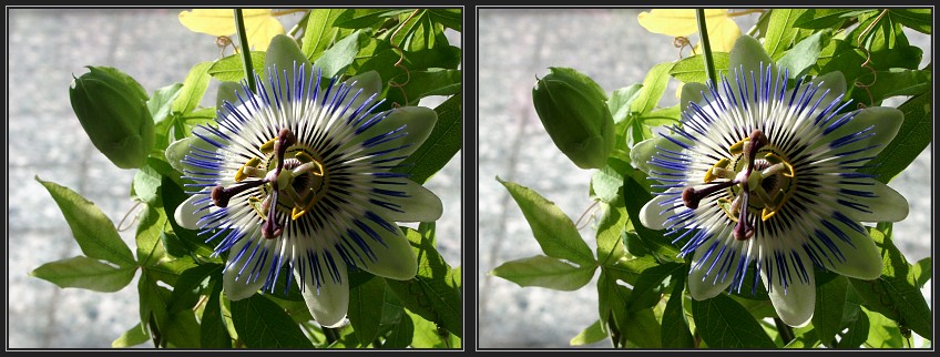 sonnige Passionsblume