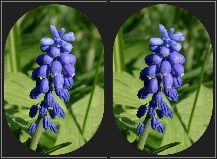 Kleine Traubenhyazinthe