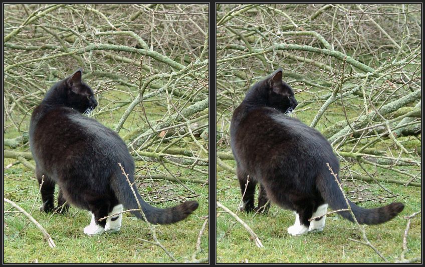 Katze im Zweiggewirr