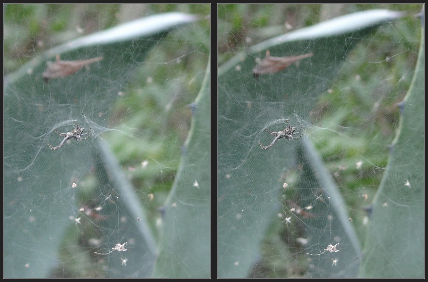 Spinne in Agave