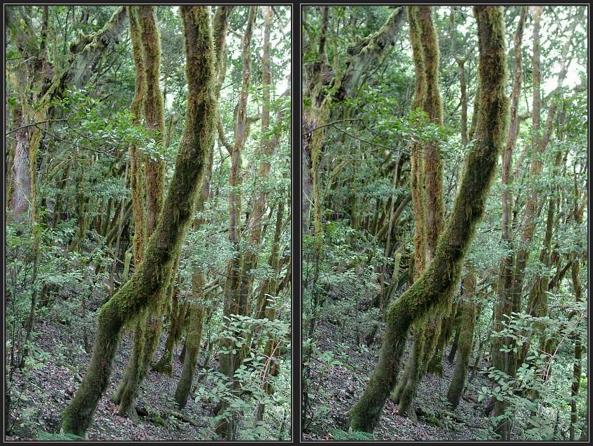 Im Fabelwald 1