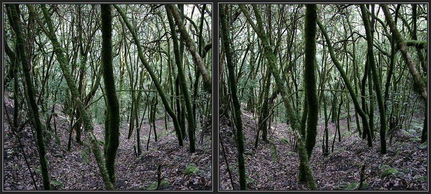 Im Fabelwald 3