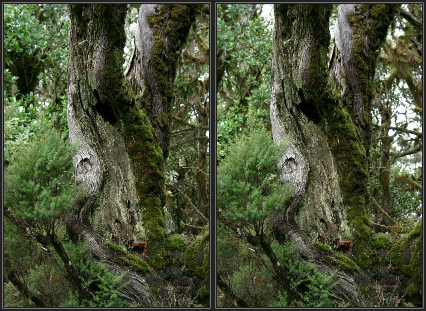 Im Fabelwald 4