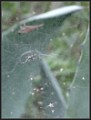 Spinne in Agave