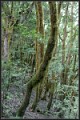 Im Fabelwald 1