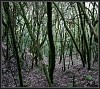 Im Fabelwald 3