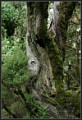Im Fabelwald 4