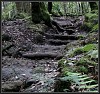 Naturtreppe