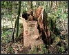 Baumstumpf