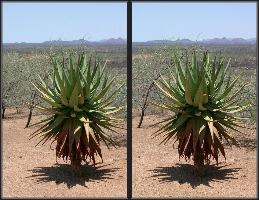 junge Palme