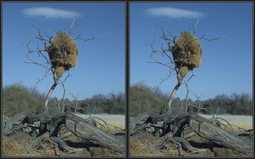 Vogelnestbaum