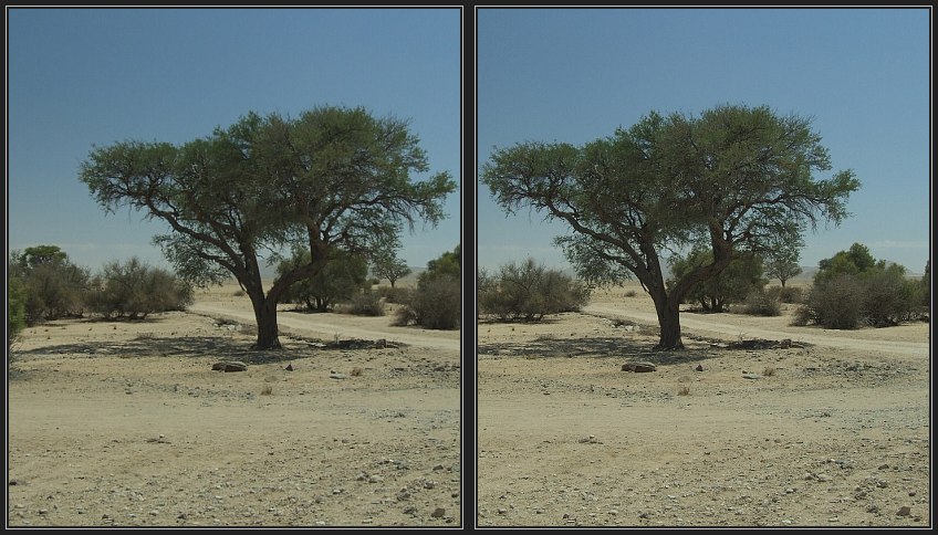 Baum
