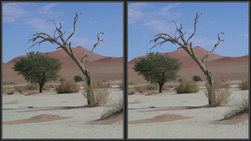 Baum im Sossusvlei 1