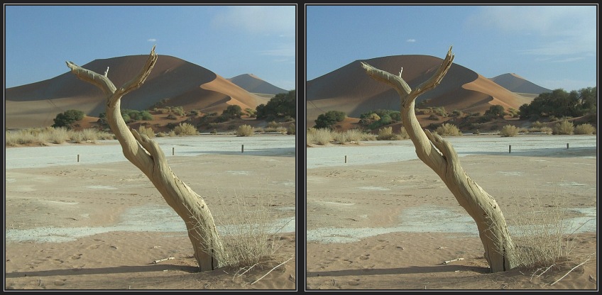 Baum im Sossusvlei 4