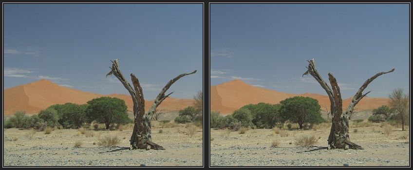 Baum im Sossusvlei 2