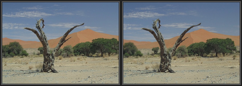 Baum im Sossusvlei 3