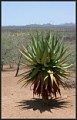 junge Palme