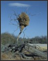 Vogelnestbaum