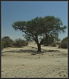 Baum